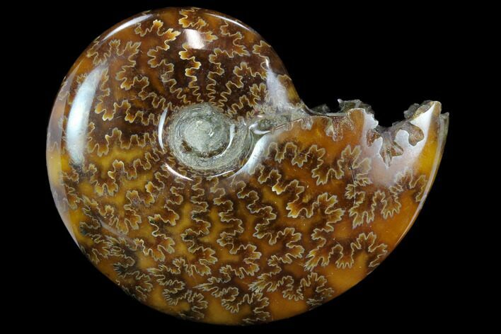 Polished, Agatized Ammonite (Cleoniceras) - Madagascar #117404